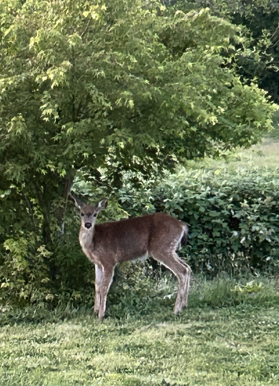 Small brown deer with light white furry edges in front of green bushes standing sideways and looking at the camera.
