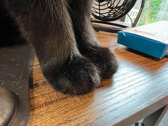 A photo of my black cat’s front paws. He is sitting on my desk.