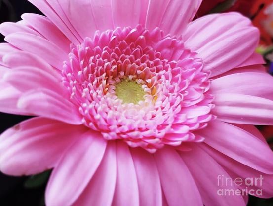 A close-up of a pink gerbera daisy features its vibrant petals and delicate gradation of color towards a pale yellow center. The petals exhibit a natural symmetry and overlapping pattern that is aesthetically pleasing.
My original photography.