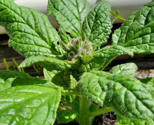 Borage plant with cluster of tiny, fuzzy flower buds.