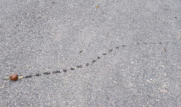 foto von einem fast vöiig gleichmäßig hellgrau gescheckten straßenbelag, über den in leicht geschwungener linie von rechts mitte nach links unten eine weinbergschnecke gekrochen ist. welchen weg sie genommen hat ist sichtbar, weil sie eine feuchte und damit dunklere spur hinterlassen hat, allerdings ist diese spur nicht durchgängig sondern in regelmäßigen abständen von ca. einer halben körperlänge unterbrochen. das braune schneckenhaus ist der einzige farbklecks im ansonsten komplett farblos grauen bild.