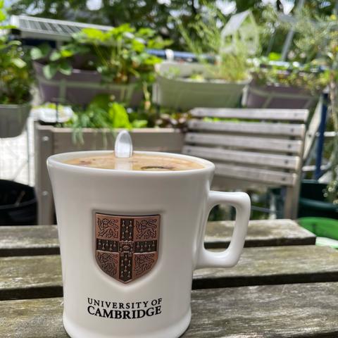 Photo of a white Cambridge University cup on a garden table. A big tree and assorted balcony plants in the background.