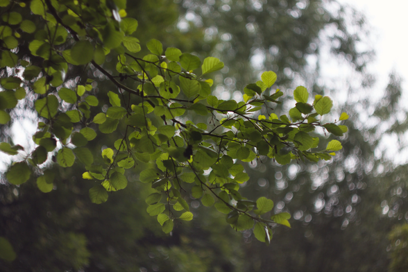 Photo d’une branche d’arbre avec la mise au point sur les feuilles, arrière plan flou, pleins de point de bokeh tournant