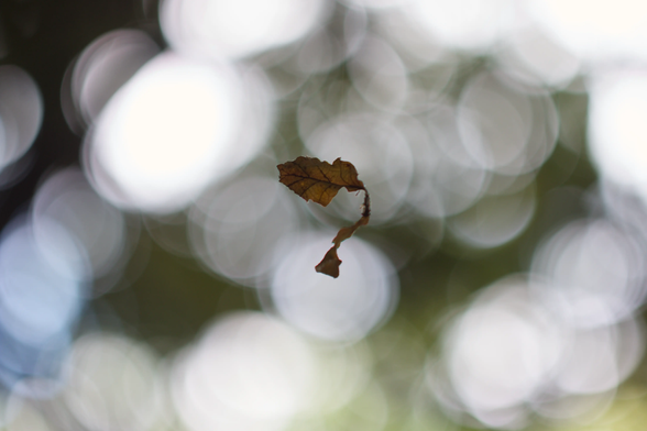 Feuille morte au centre de l’image, suspendu par un fil d’araigné, fond flou plein de bokeh