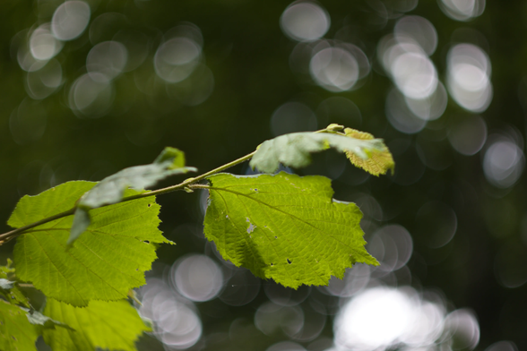Focus sur une feuille d’arbre entouré de bokeh