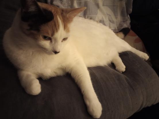 Lainey the calico cat lounges on a cushion with her front paw extending towards the camera