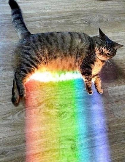 A cat laying on the floor in a rainbow beam, it's looks like the rainbow is emanating from the cat's stomach.