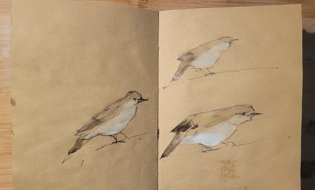 Wasserfarbe über Federzeichnung auf gelblichem Papier, Doppelseite im kleinen Skizzenbuch: kleiner braun-beiger Singvogel im Profil auf einem Zweig,  in 3 Positionen, nur Studien ohne Hintergrund
