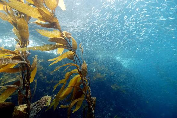 underwater photo of large seaweed and small fish