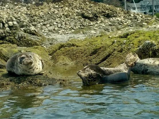 3 harbour seals, resting on rock outcrop in ocean bay.