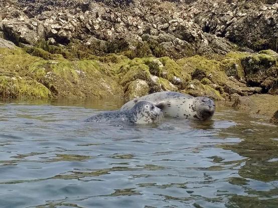 2 juvenile harbour seals, resting on rock outcrop in ocean bay. One is partially submerged in water.