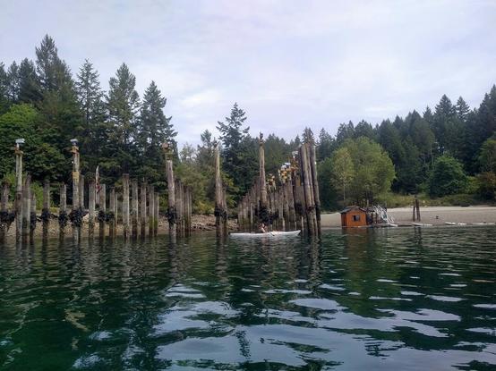 A dock & shed on far right. To the left of dock & shed are many raised purple martin bird nesting boxes. The nesting boxes are mounted on tall wood piling poles, submerged in the water.