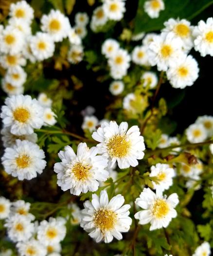 Feverfew flowers. Small daisy-like white & yellow flowers, the petals are multi-layered.