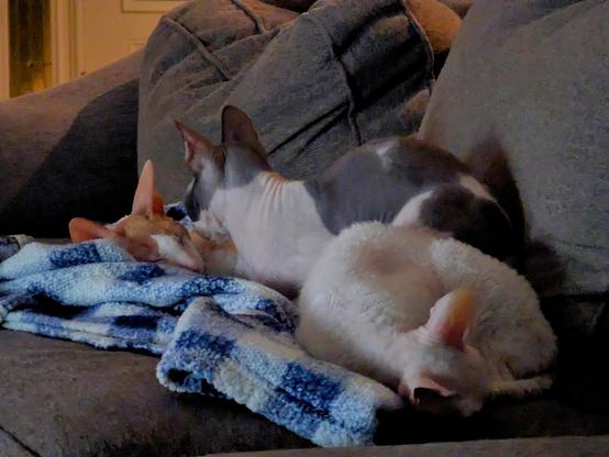 Three cats asleep on the couch