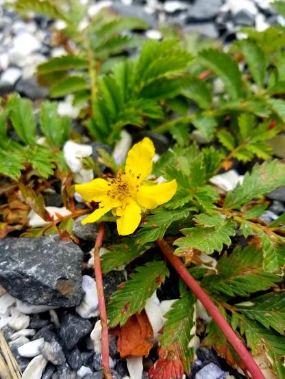 Pacific silverweed, growing out of rocks. Green leaves, tubular running stalks & small yellow saucer shaped flower.