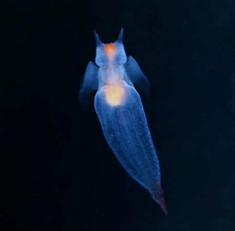 la-clione-ange-de-mer-clione-limacina-1