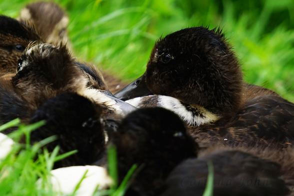 Ein schwarzes Entenküken schaut hoch, seine Geschwister liegen drumherum im Gras.