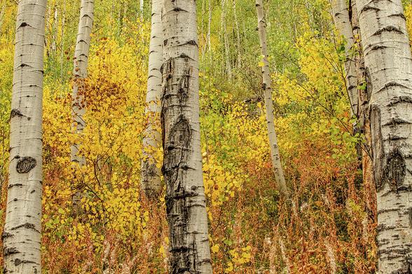 Autumn Aspen Stand

This is an image of an Aspen Grove captured at Maroon Bells outside of Aspen Colorado.
The main focus of this image are the bright yellow and green leaves of this wonderful Aspen stand. 
The main foreground consist of the trunks of a number of trees. The trunks have white bark and are 6 to 8 inches around. 
The view for this image is uphill and the foliage fills out the balance of the image.