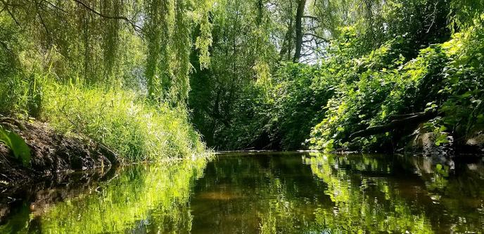A serene river, surrounded by trees & many green plants.