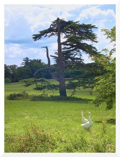 Dos ocas deambulan por un prado verde, ante un majestuoso árbol, en los alrededores de la finca del Chateau Montlau, una explotación vinícola de Moulon, cerca de Burdeos. Foto tomada en 2014.
