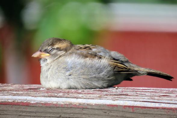 Photo of a tiny, eepy, floofy loaf of a baby sparrow currently dozing on the railing of my deck, the soft focus of a red-slatted fence and oak tree beyond. E is napping in left-facing profile, about the shape and size of a miniature sponge cake or Twinkie with the charming addition of a little teakettle lever of a tail. Eir breast is soft and grey under striped and speckled brown and pale gold wings that match eir face and cap and tail. Eir golden bill is plump and pursed and looks extra big in the newly feathered face, and eir eye is closed--a little oat grain wrinkled shut against the morning sunshine.
