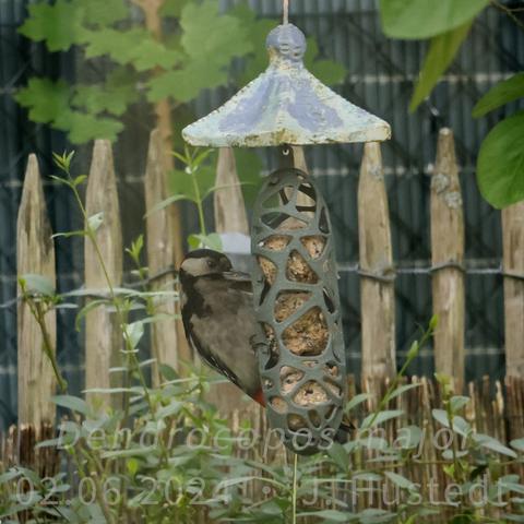 Ein Buntspecht klammert sich an einen Gitterbehälter aus grünem Recycling-Kunststoff, in dem sich drei Meisenknödel als Vogelfutter befinden; der Behälter hängt unter einem kleinen Dach aus glsierter Keramik von einem Ast; im Hintergrund ein Holz-Staketenzaum und eine Sichtblende aus grünen Kunststoff-Lamellen