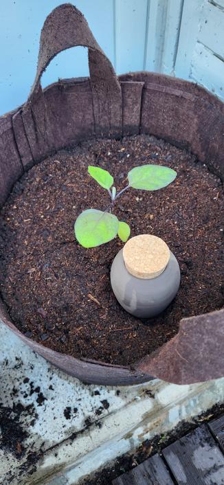 Petit plant aubergine, mini olla en terre cuite couleur taupe.