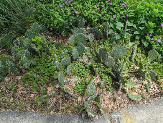 A photo of a small section of a rain garden along a sidewalk.

There is an established patch of prickly pear cacti, with some fresh pads & long thorns. Between each cactus is a green leafy plant. There are tall grasses and purple flowers in the background.