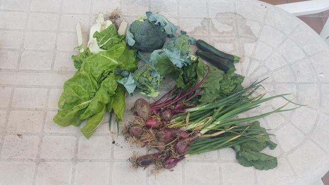 Contenido de la cesta de la semana con acelgas, brócolis, calabacines, remolacha y cebolletas.