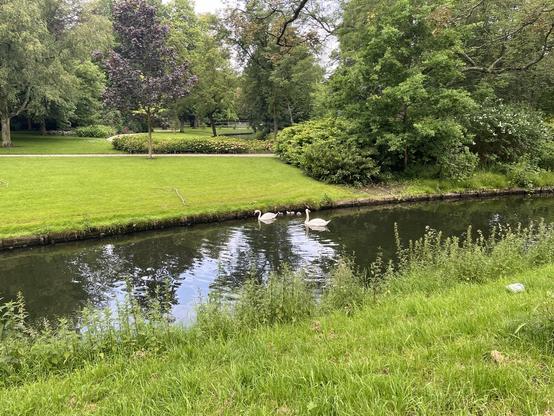 Twee grote zwanen en vijf kuikentjes 😎