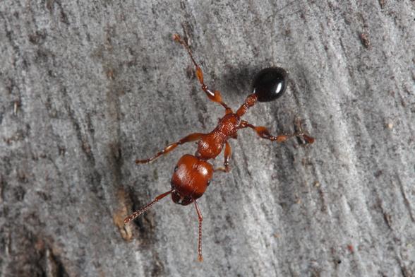 Muscleman Tree Ant (Podomyrma gratiosa). Long, thin ant with two pairs of leg (middle pair is missing) and red body. The gaster is black, as are the mandibles. The ant is standing on a grey tree trunk.