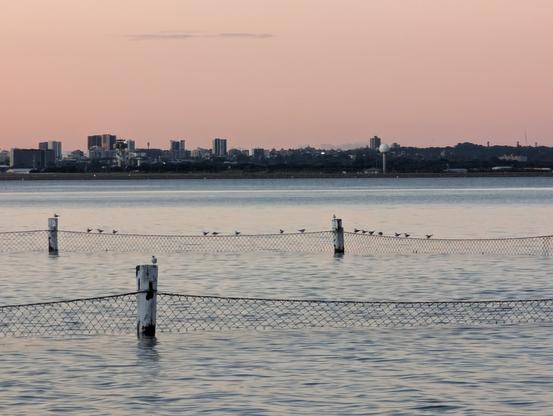 Shore birds sitting on the shark netting of a rock pool in botany bay