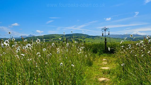 Garden as wild flower meadow with ox-eye daisies.