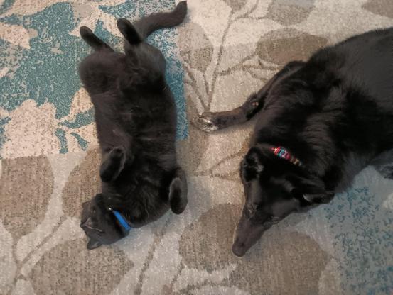 A big black cat is lying on his back with his feet in the air on a grey and turquoise carpet. Lying beside him is a black German Shepherd mix dog with a multi-colored collar.