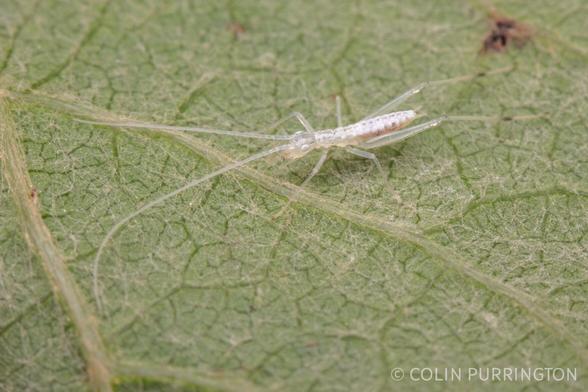 Slender, wingless, white, translucent insect with long legs and even longer antennae.