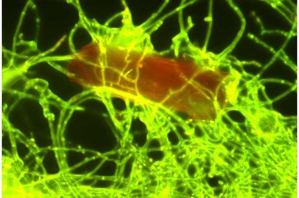 Fluorescence microscopy picture of fungal threats growing around a piece of plastic