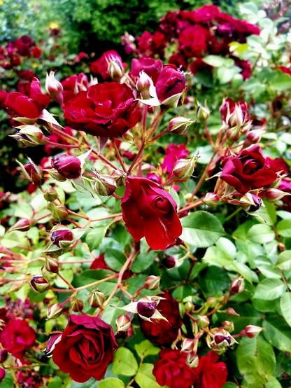 Many rose flowers on climbing rose plant. Tons of buds, waiting to bloom too.