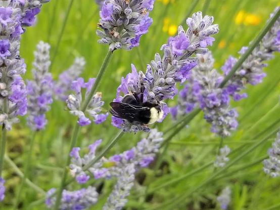 Bumblebee feeding on lavender flowers.