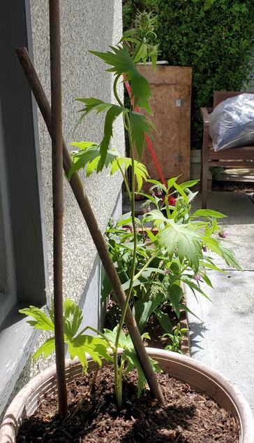 Delphinium transplanted into new, larger pot. In background are comfrey plants & flowers & backyard chair & plywood box.