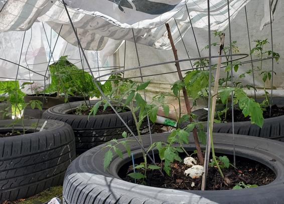Tomato plants transplanted into tire planters. A repurposed striped blue & white shower curtain is draped over the plants - curtain held up by metal tomato cages.