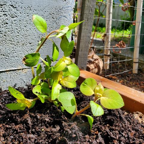 Waikiki sunset, crawling ground cover plant, transplanted into garden bed.