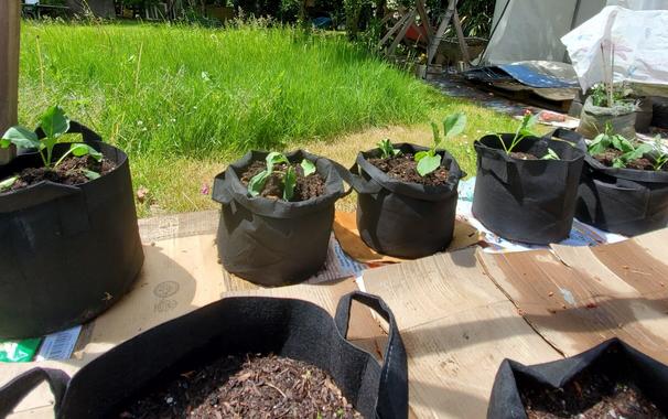 Gai lan & cucumber plants, transplanted into black fabric grow bags.