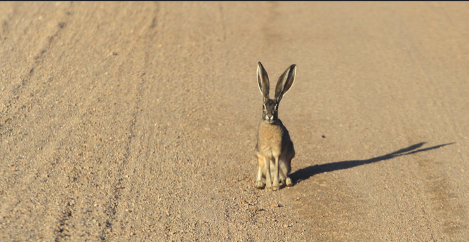 Jackrabbit sitting on the dirt road.