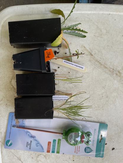 Four little plants in black plastic pots and a soil moisture meter with a plastic frog face