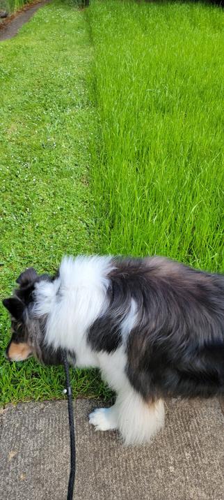 Collie walking along sidewalk next to two lawns that have been mowed at different lengths