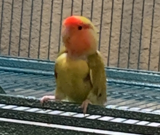 Senior peach faced lovebird standing in cage doorway.