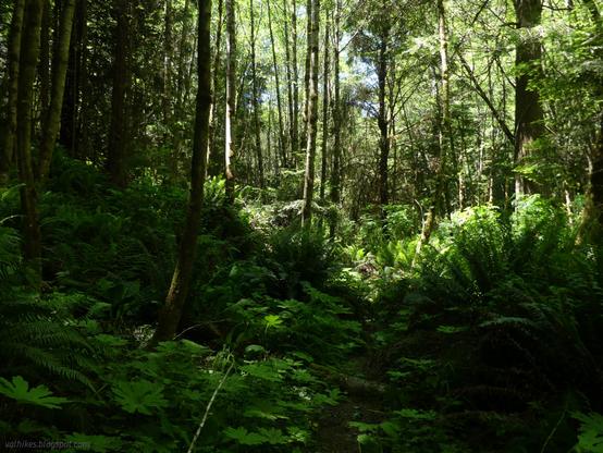 Trail along Henderson Gulch.

Narrow path is barely clear of plants. Big arctic butterbur leaves creep over the sides at first, then larger ferns. Narrow hardwoods stand scattered among them, denser at the edges. Sunlight filters through the leaves unseen above.