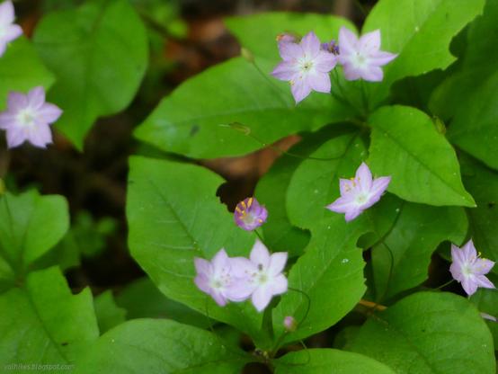 Western starflower.

Pink flowers like six pointed stars with a white center sit on threadlike stems in groups of 2-4 from the center of a small cluster of 3-5 leaves. Two plants are visible and two more at the edges.