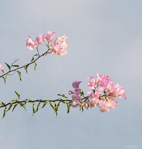 Bougainvillea in a subtle blush shade.