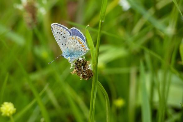 Un papillon argus bleu (un papillon avec l'extérieur des ailes bleu clair et blanc avec des taches et une petit liséré orange) posé sur une fleur sauvage fanée

A Common Blue (a butterfly with light blue and white outer wings with spots and a small orange border) resting on a wilted wildflower